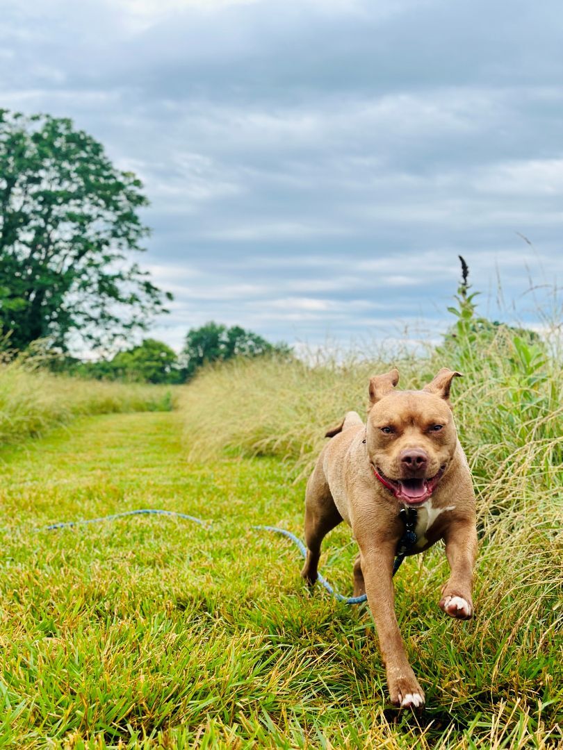 Enlarge Martin, a Adoptable mixed breed in Bethesda, MD image 16/19