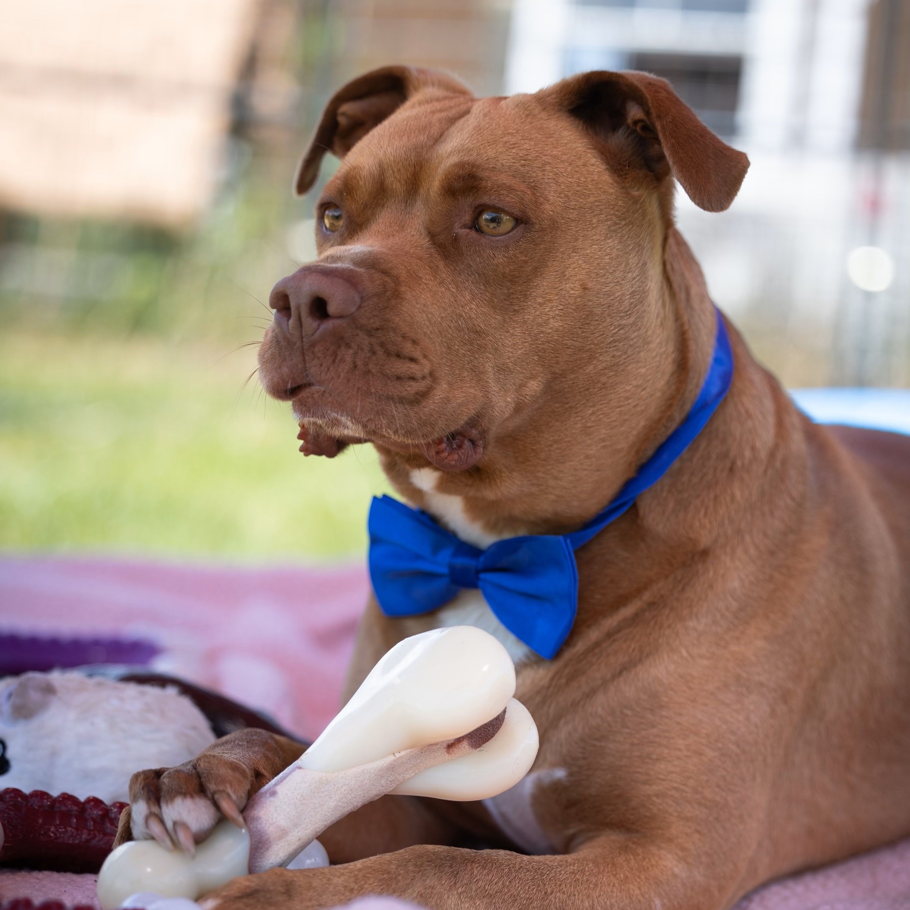 Martin, a Adoptable mixed breed in Bethesda, MD image 1/19