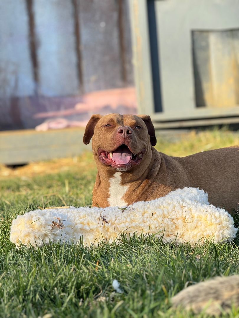 Enlarge Martin, a Adoptable mixed breed in Bethesda, MD image 17/19