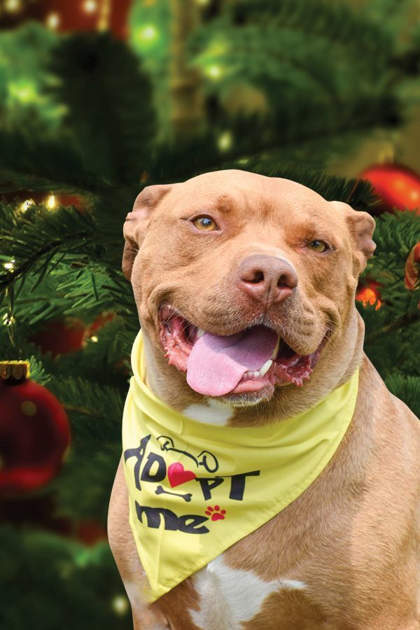 Enlarge Martin, a Adoptable mixed breed in Bethesda, MD image 18/19