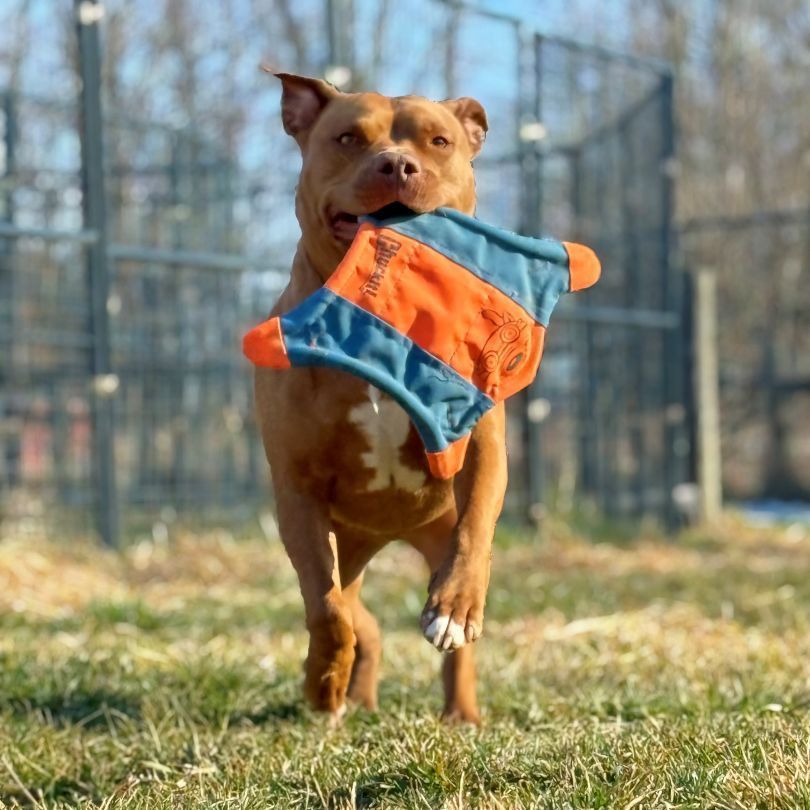 Enlarge Martin, a Adoptable mixed breed in Bethesda, MD image 19/19