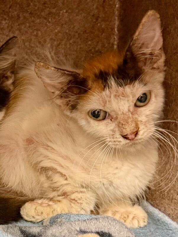 Lilo, Adoptable, Young Female Domestic Short Hair.