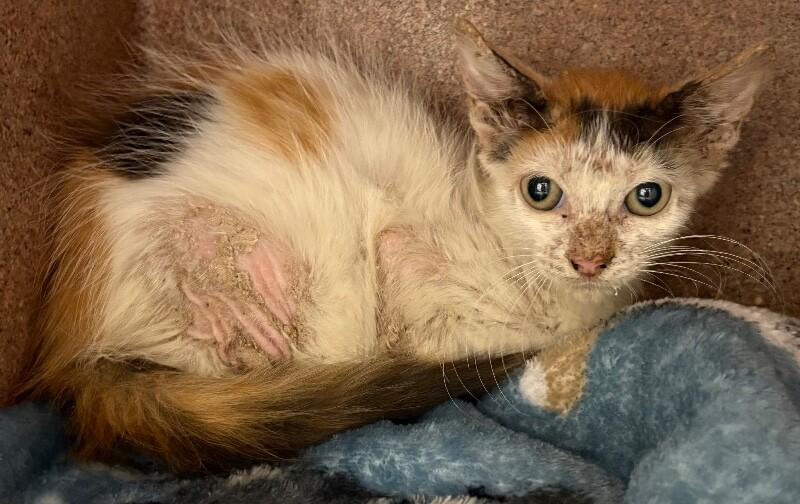 Lilo, a Adoptable Domestic Short Hair in Katy, TX image 2/2