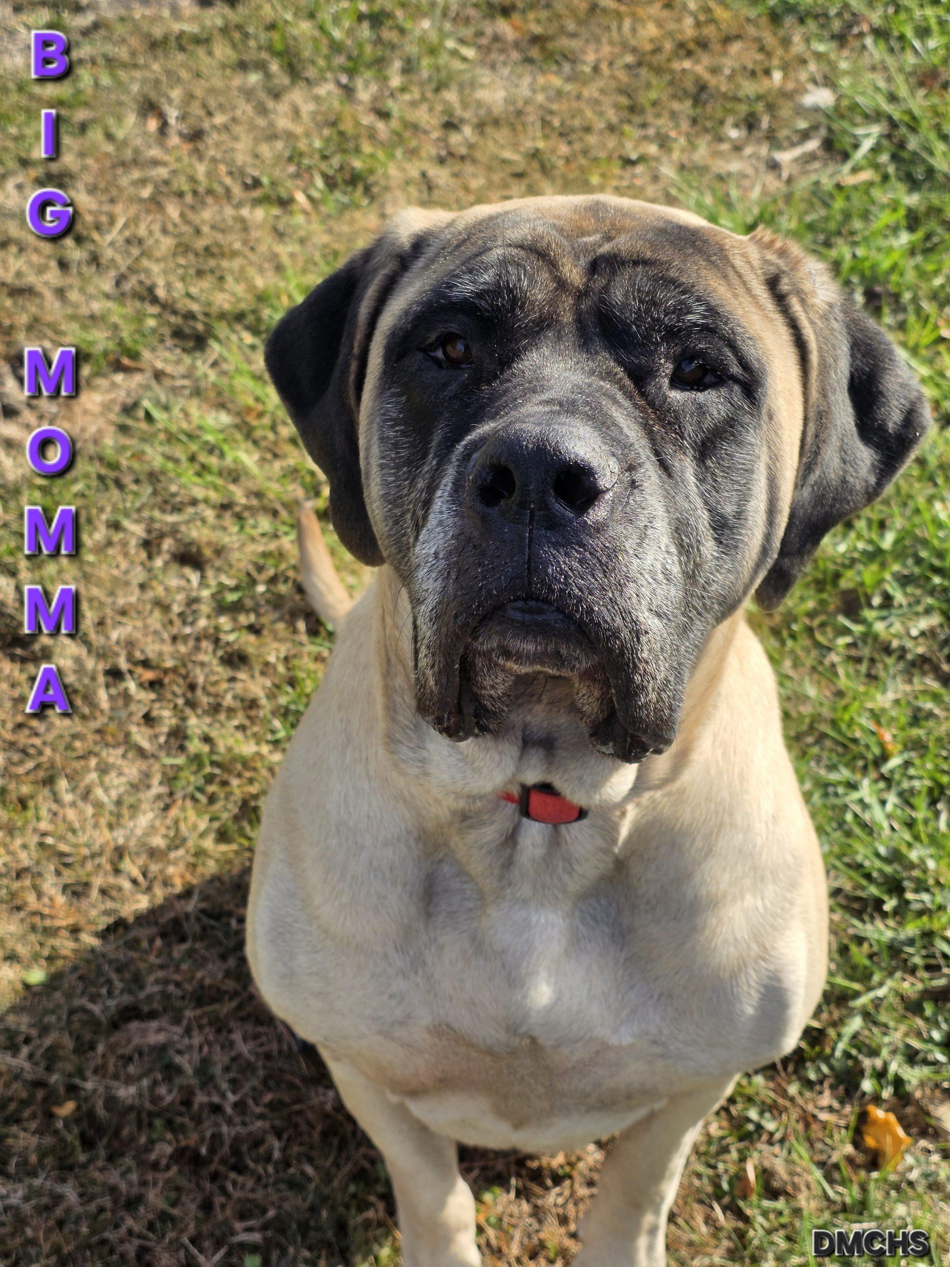 Big Momma, Adoptable, Adult Female Mastiff.