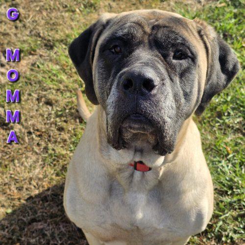 Big Momma, Adoptable, Adult Female Mastiff.