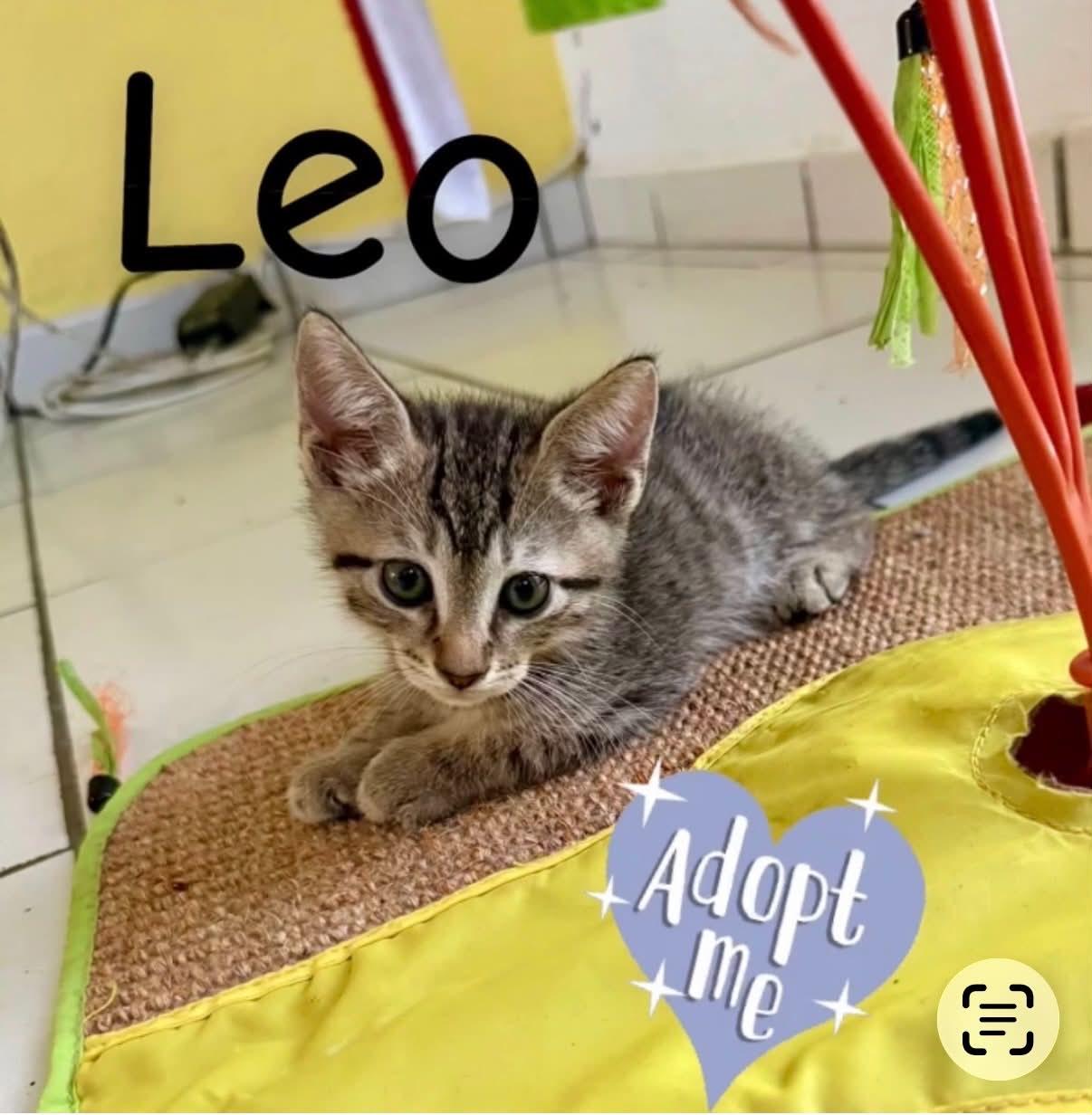 Leo, a ADOPTABLE Domestic Short Hair in Warren, NJ image 2/4