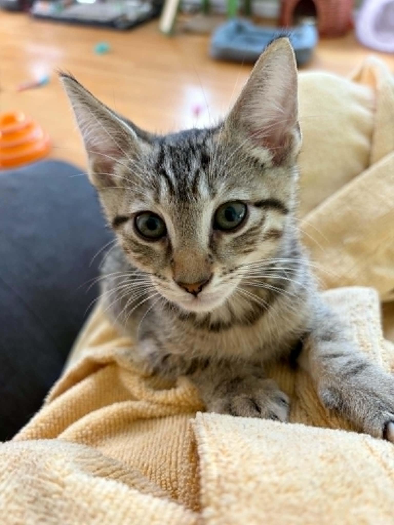 Leo, a ADOPTABLE Domestic Short Hair in Warren, NJ image 4/4
