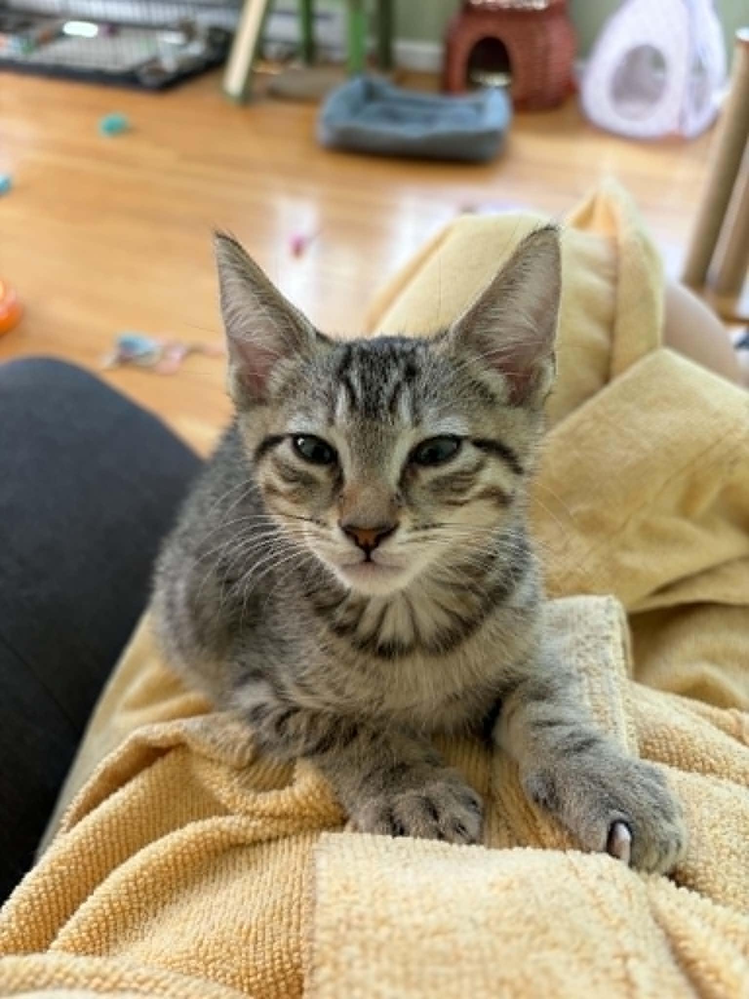 Leo, a ADOPTABLE Domestic Short Hair in Warren, NJ image 3/4