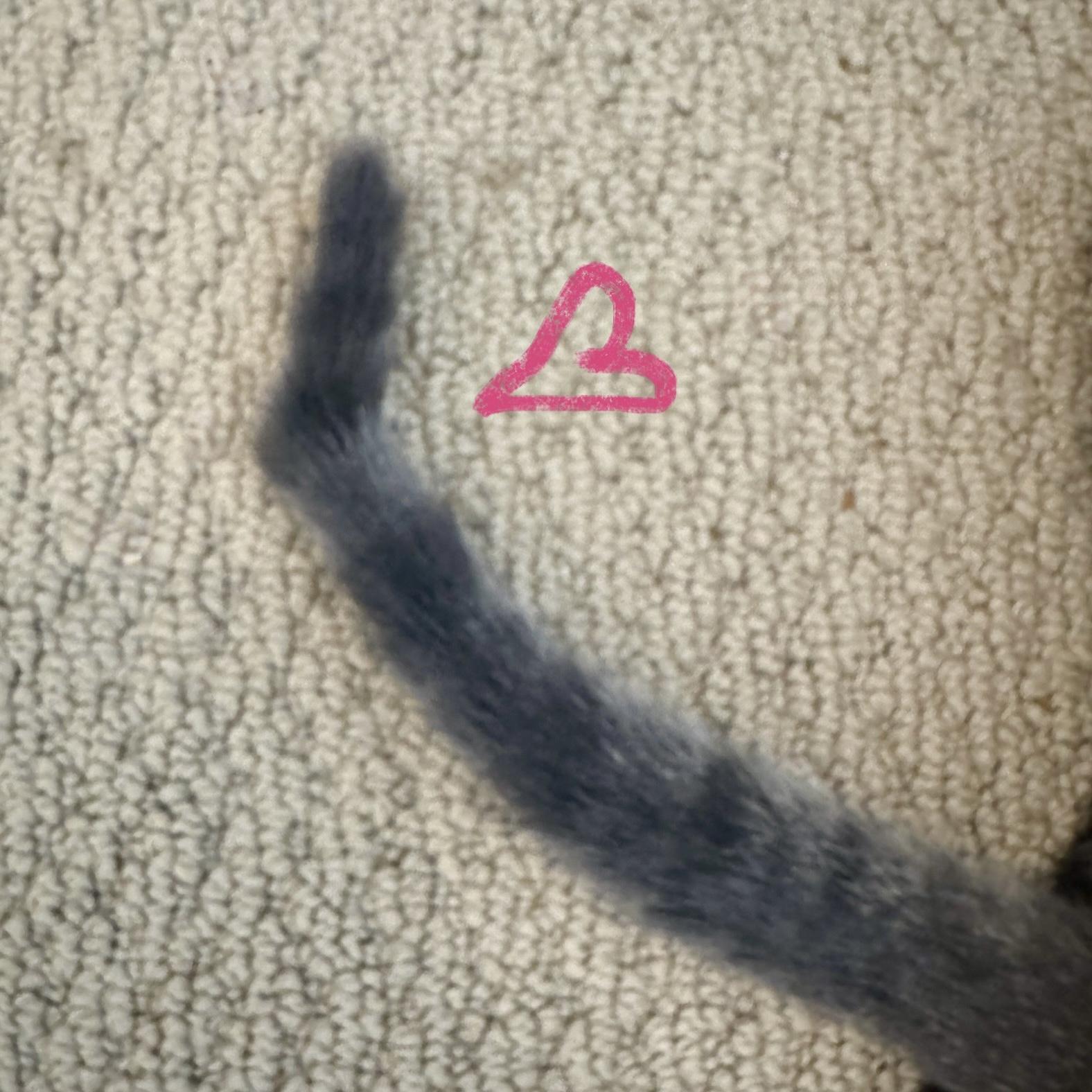 Enlarge Mollie with the Kinky-tail, a Adoptable Domestic Short Hair in Allen, TX image 4/6