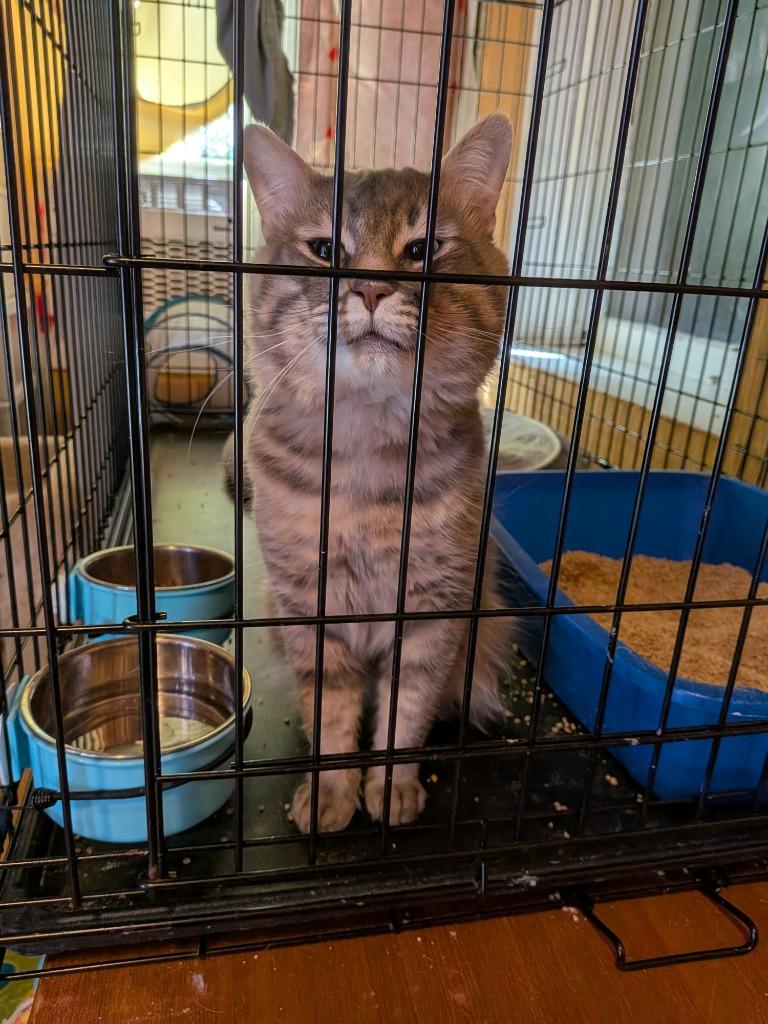 Smokey 2, Adoptable, Adult Male Domestic Long Hair.