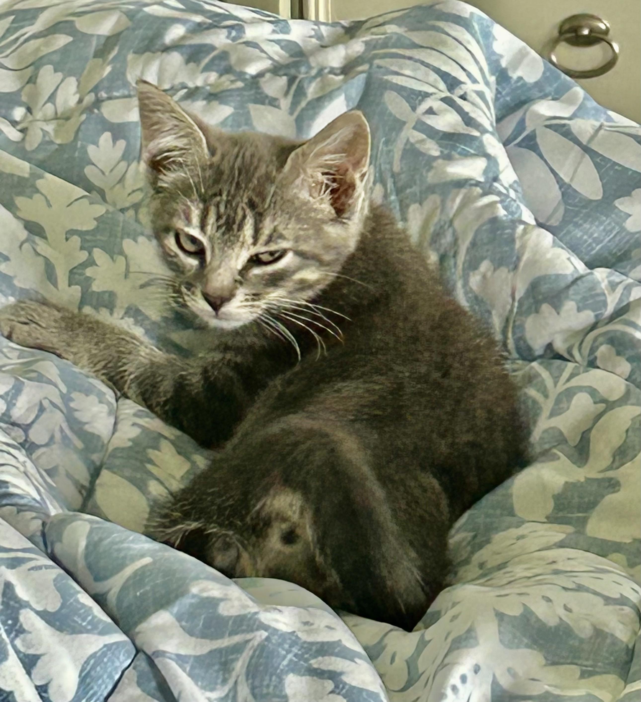 Pearl, Adoptable, Kitten Female Domestic Short Hair.