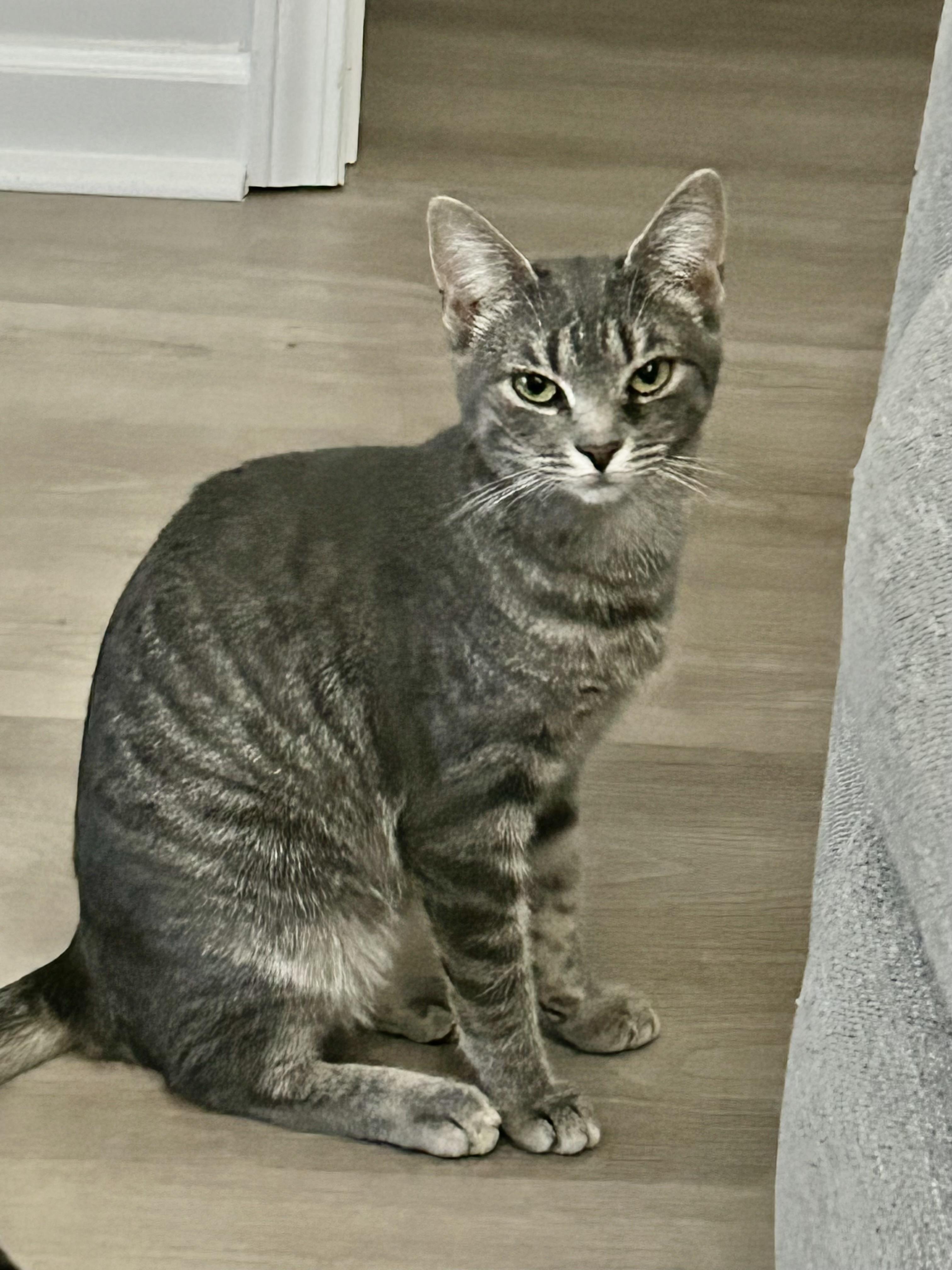 Pearl, Adoptable, Young Female Domestic Short Hair.