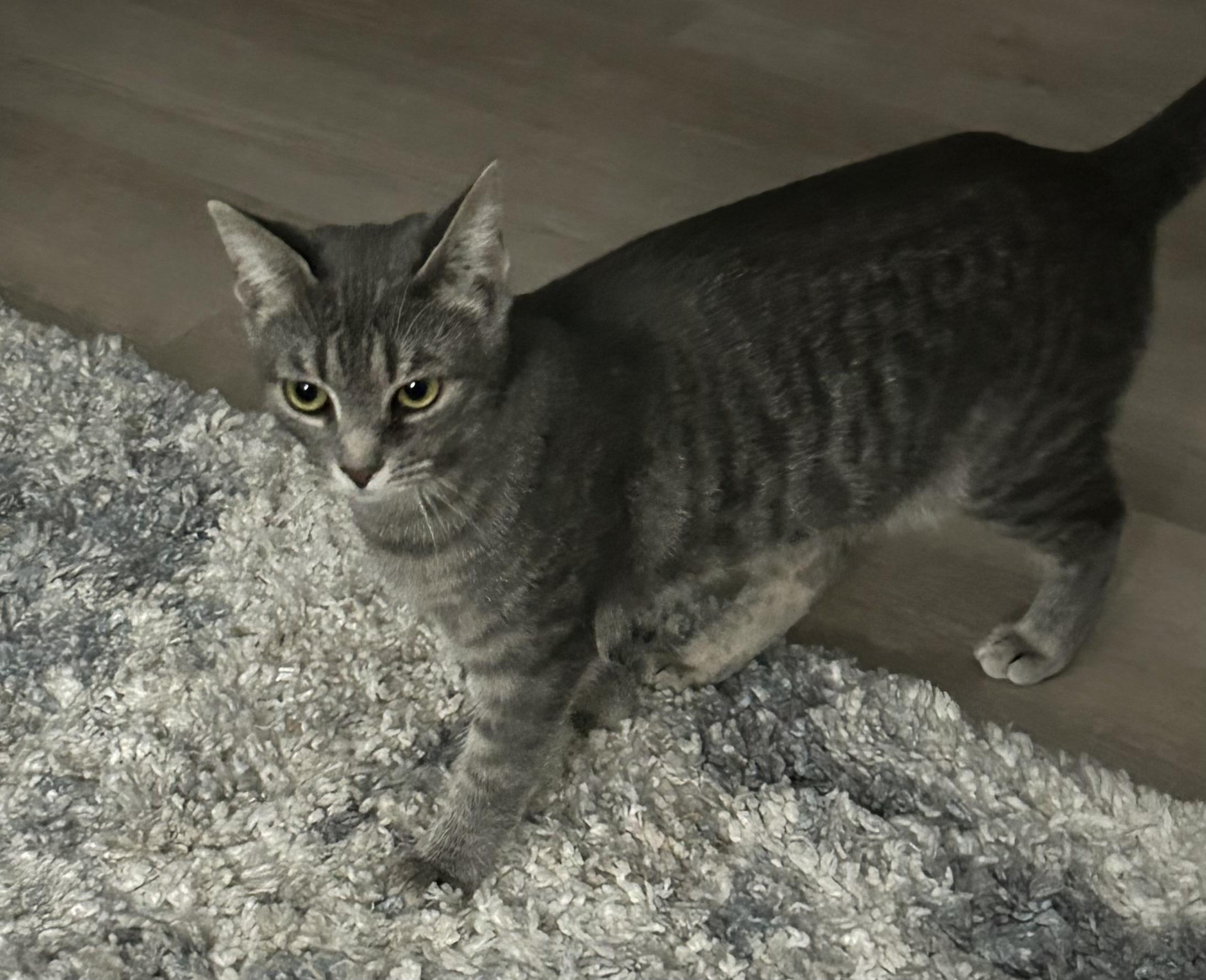 Pearl, a Adoptable Domestic Short Hair in Little River, SC image 2/4