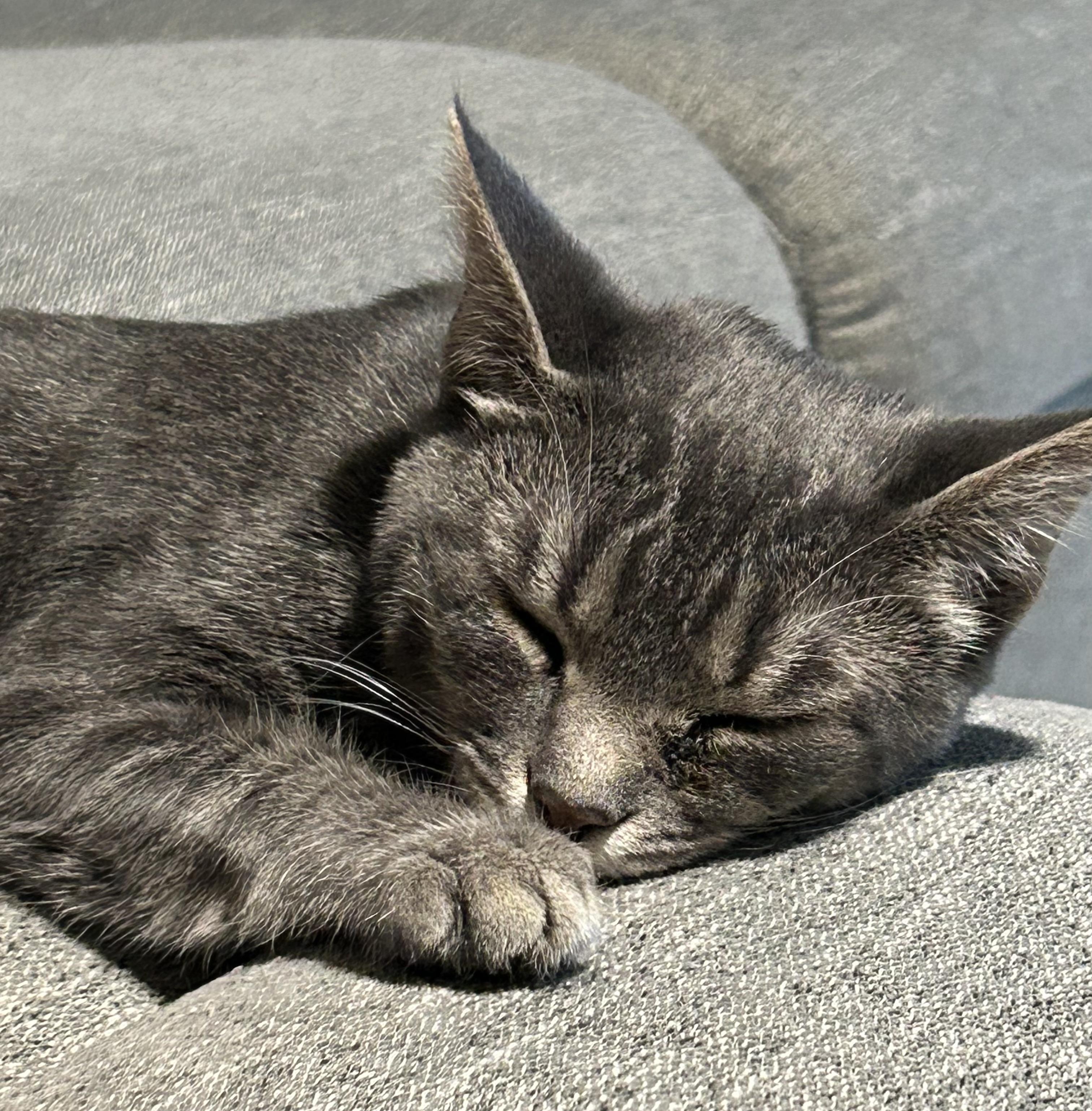 Pearl, a Adoptable Domestic Short Hair in Little River, SC image 4/4