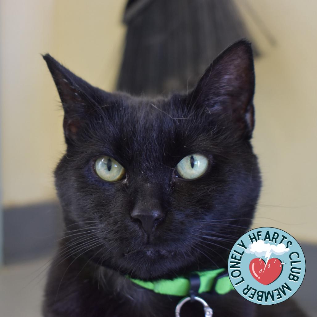 Onyxia, a Adoptable Domestic Short Hair in Lakewood, CO image 1/6