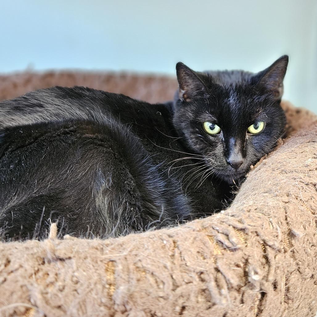 Enlarge Onyxia, a Adoptable Domestic Short Hair in Lakewood, CO image 2/6