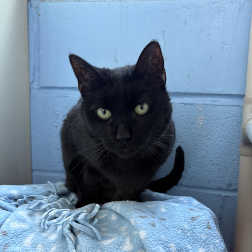 Enlarge Onyxia, a Adoptable Domestic Short Hair in Lakewood, CO image 3/6