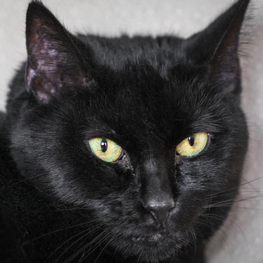 Enlarge Onyxia, a Adoptable Domestic Short Hair in Lakewood, CO image 4/6