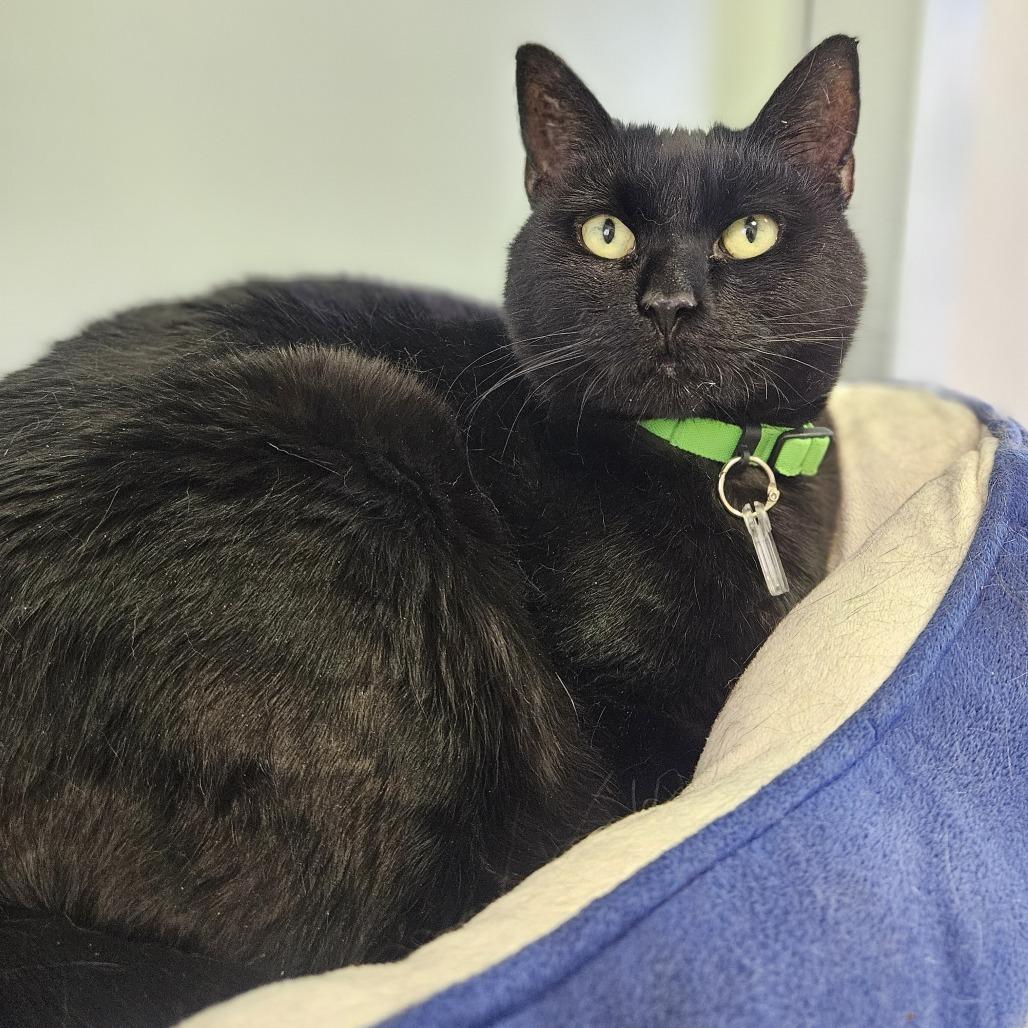 Onyxia, a Adoptable Domestic Short Hair in Lakewood, CO image 4/6