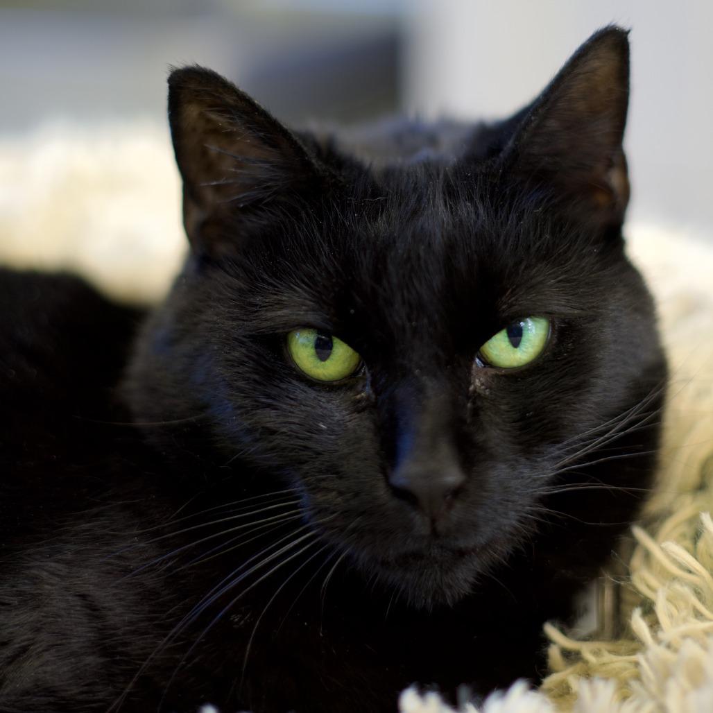 Onyxia, a Adoptable Domestic Short Hair in Lakewood, CO image 5/6