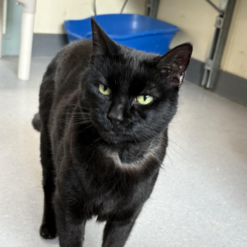 Enlarge Onyxia, a Adoptable Domestic Short Hair in Lakewood, CO image 5/6