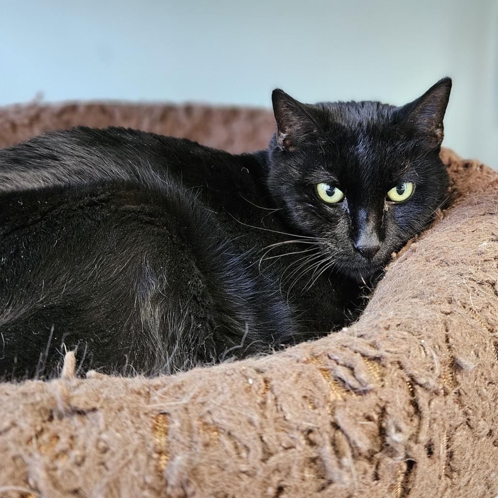 Enlarge Onyxia, a Adoptable Domestic Short Hair in Lakewood, CO image 6/6