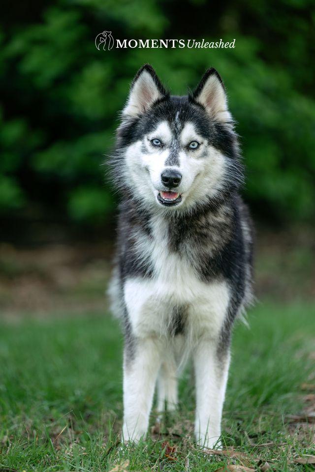 Enlarge Zuba, a ADOPTABLE Siberian Husky in Myakka City, FL image 2/5