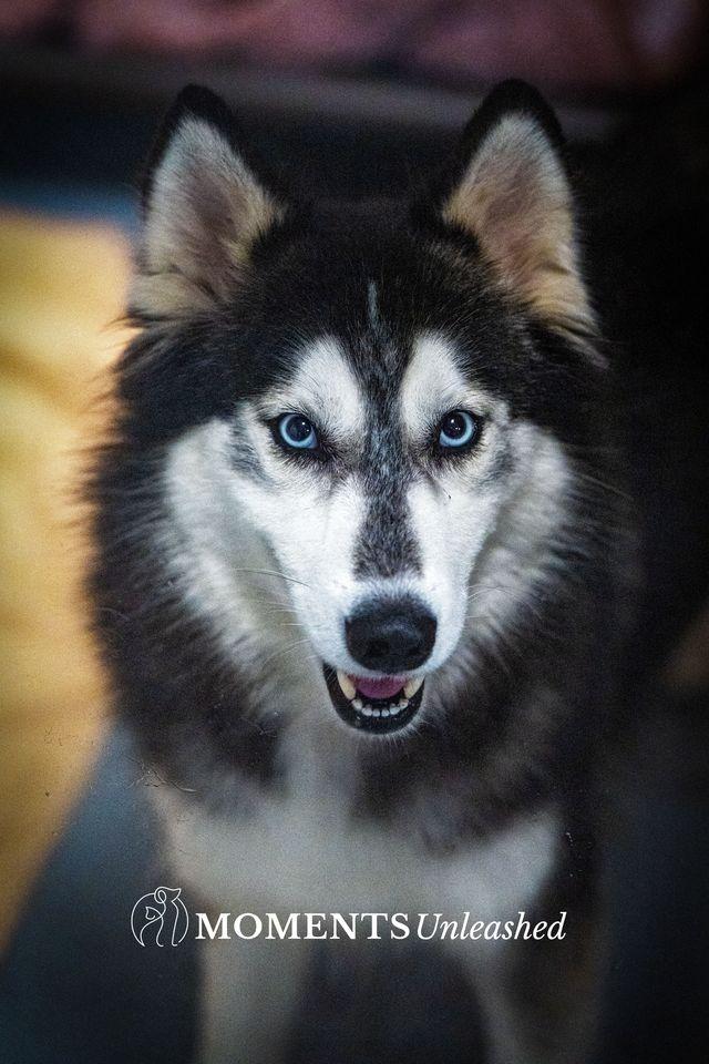 Enlarge Zuba, a ADOPTABLE Siberian Husky in Myakka City, FL image 4/5