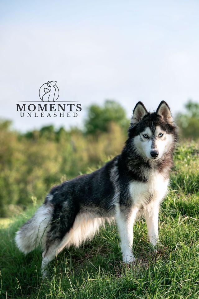 Enlarge Zuba, a ADOPTABLE Siberian Husky in Myakka City, FL image 1/5