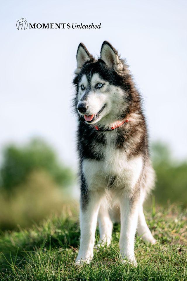 Enlarge Zuba, a ADOPTABLE Siberian Husky in Myakka City, FL image 5/5