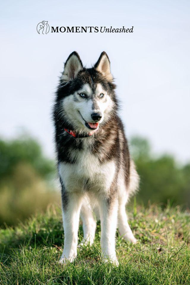 Enlarge Zuba, a ADOPTABLE Siberian Husky in Myakka City, FL image 3/5