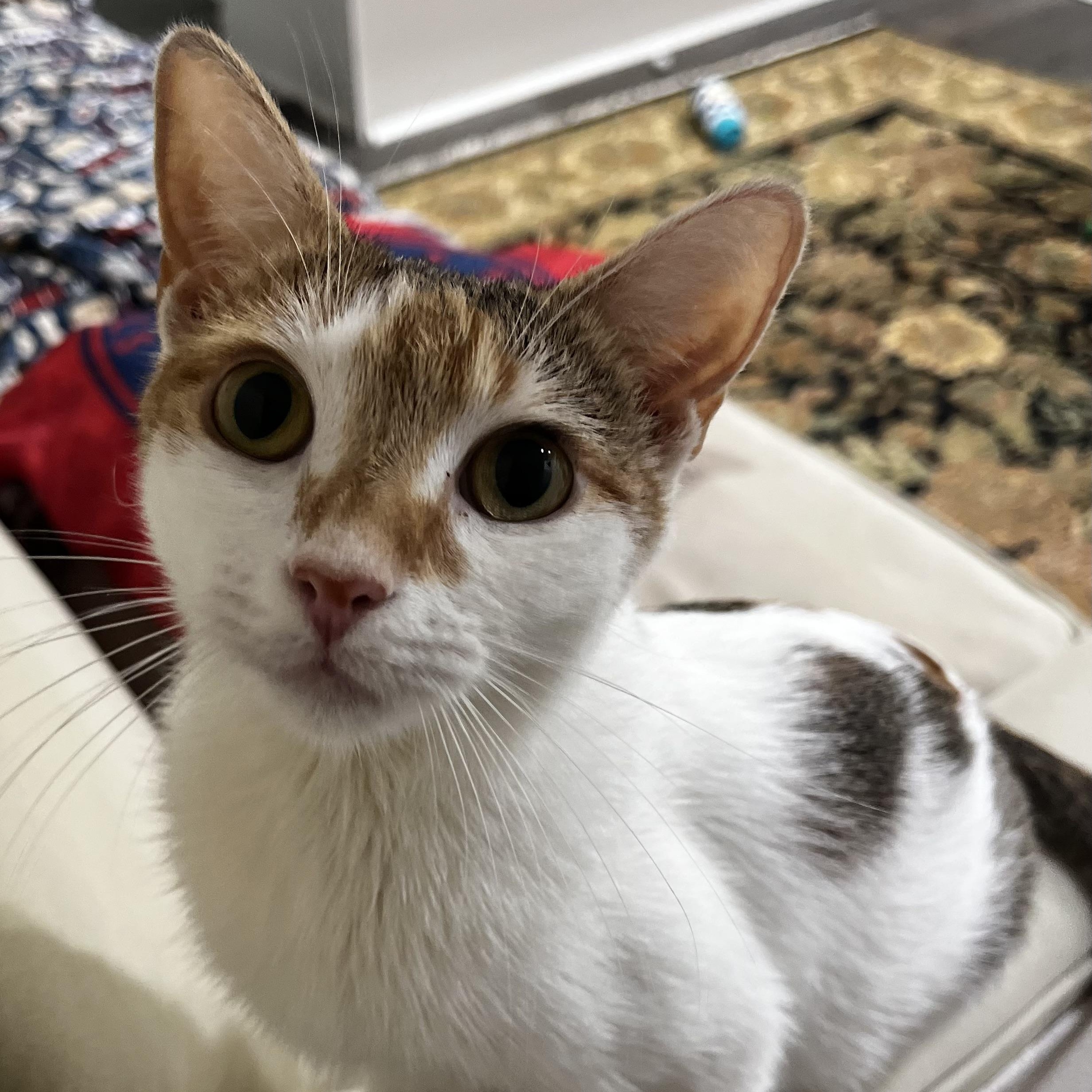 Froggy, ADOPTABLE, Kitten Female Calico & Tabby.