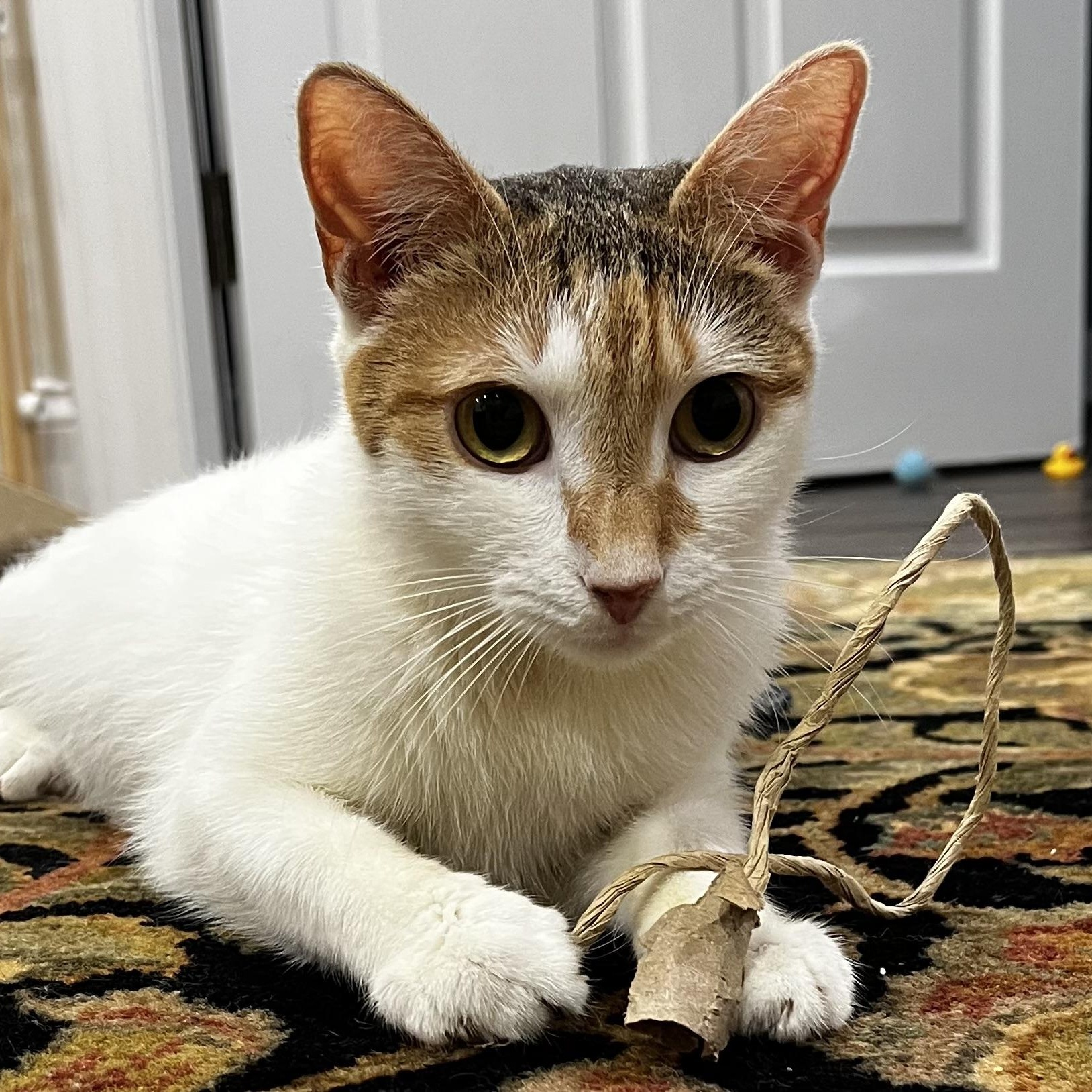 Enlarge Froggy, a ADOPTABLE mixed breed in Hyattsville, MD image 5/6