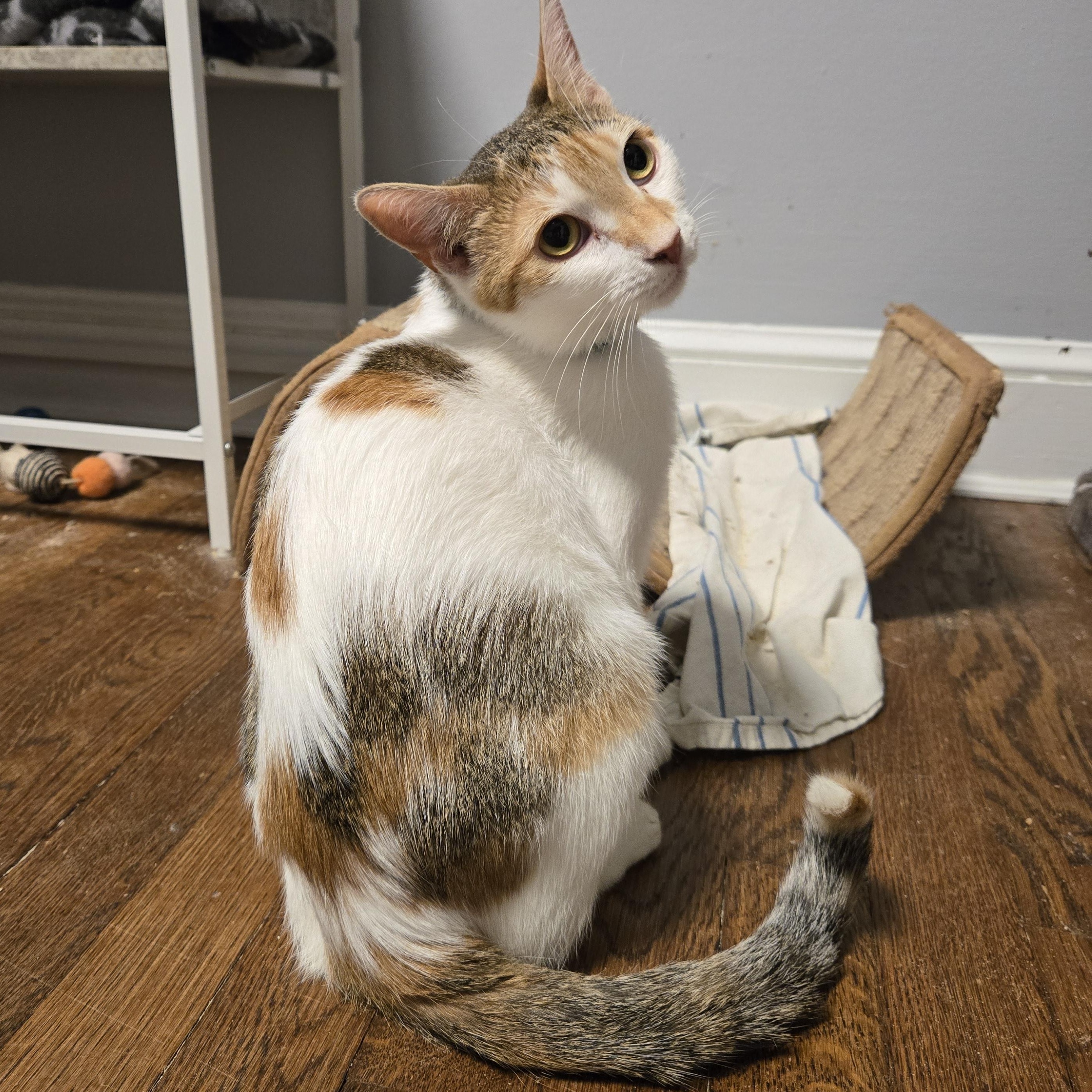 Froggy, a ADOPTABLE mixed breed in Hyattsville, MD image 3/6