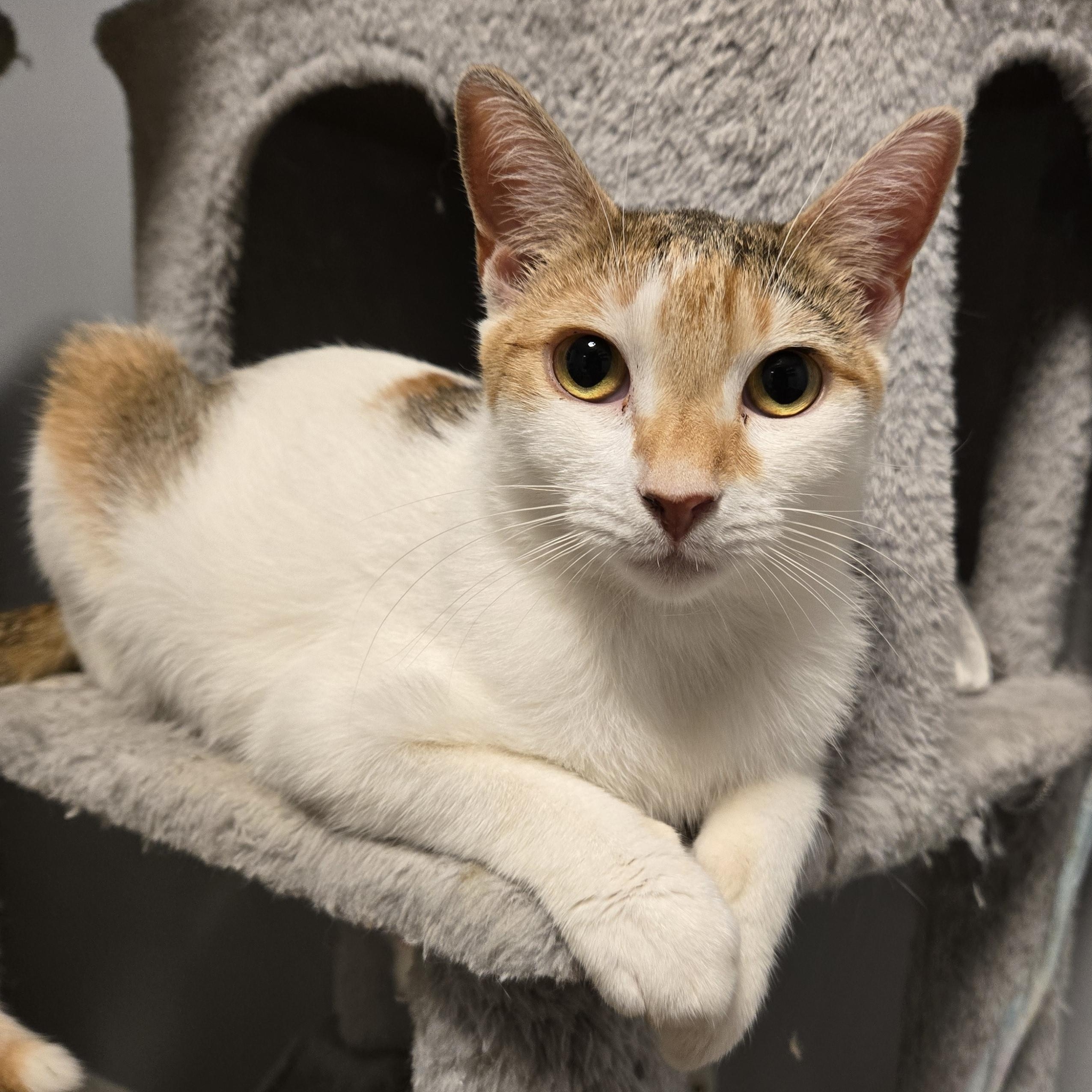 Froggy, ADOPTABLE, Kitten Female Calico & Tabby.