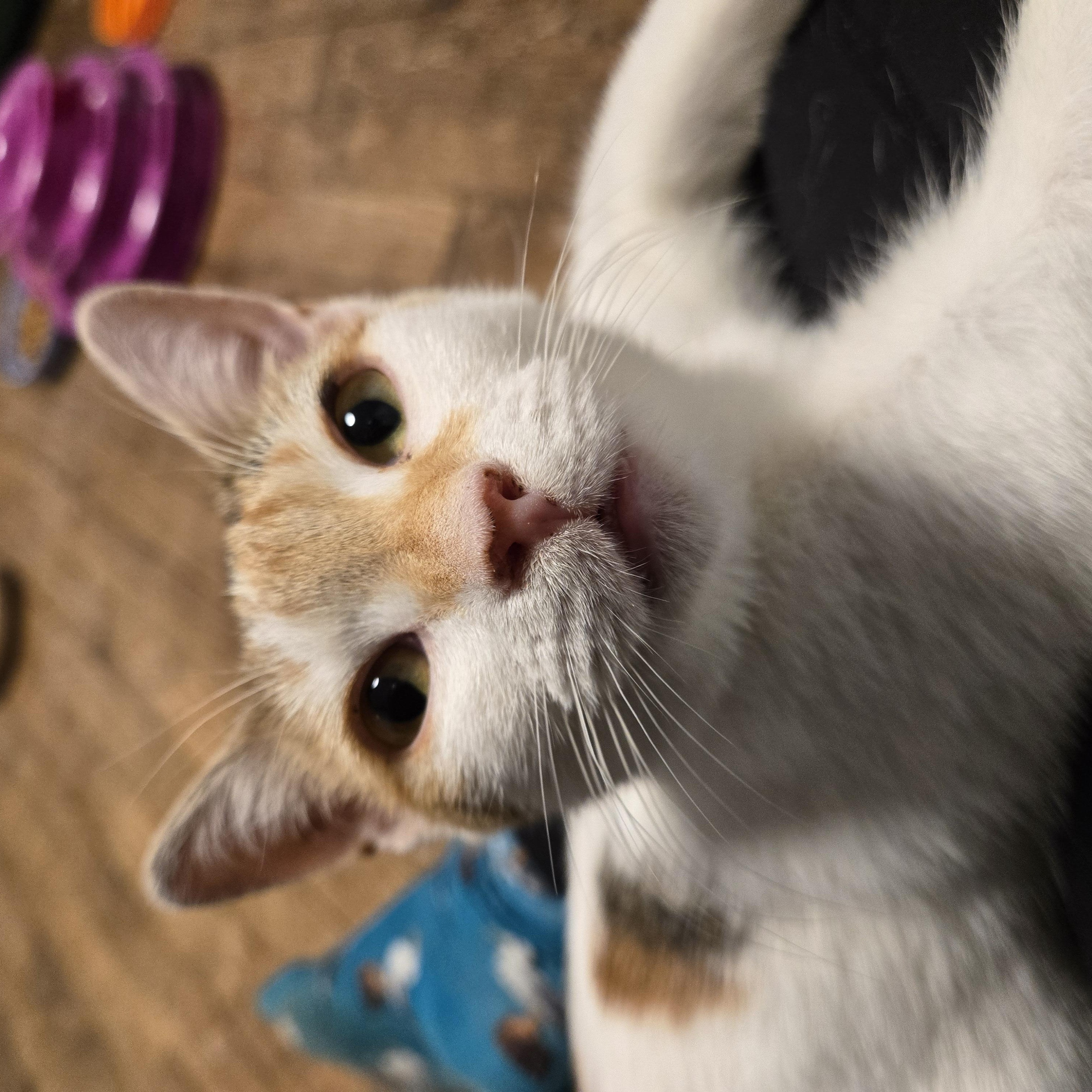 Froggy, a ADOPTABLE mixed breed in Hyattsville, MD image 6/6