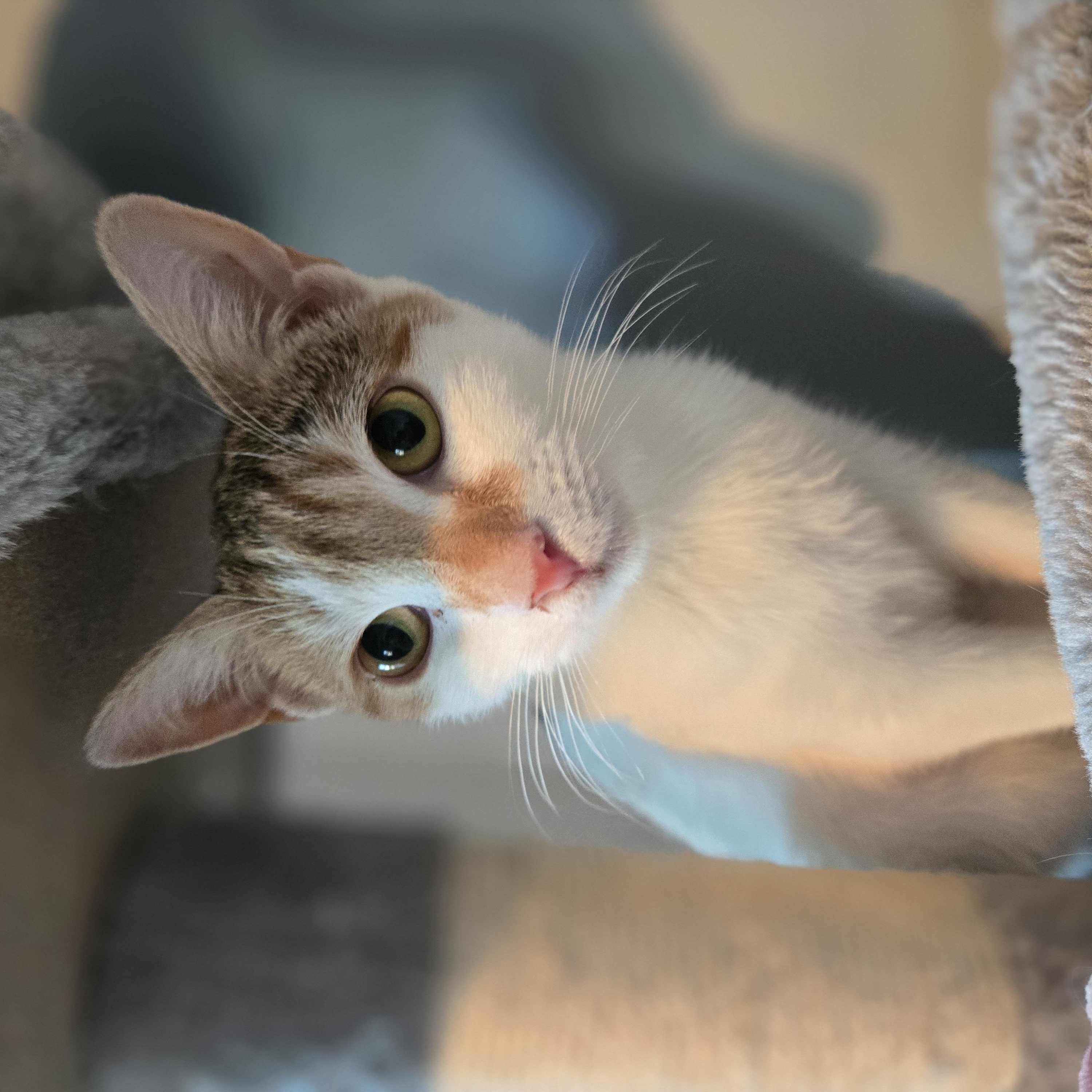 Froggy, a ADOPTABLE mixed breed in Hyattsville, MD image 5/6