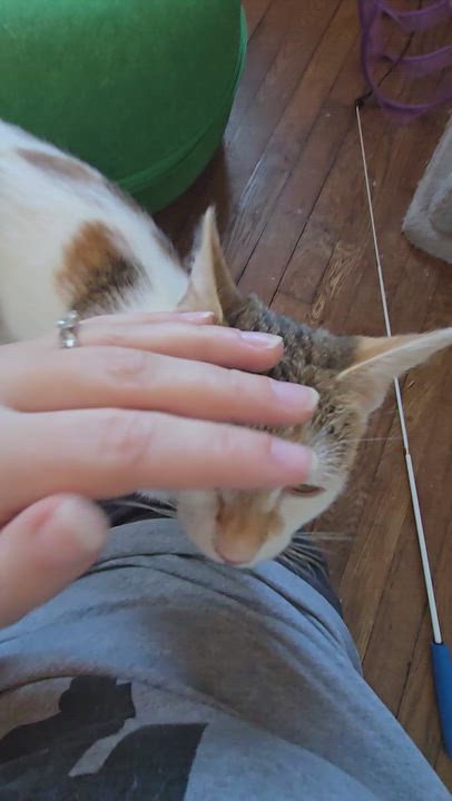 Enlarge Froggy, a ADOPTABLE mixed breed in Hyattsville, MD video 2/6