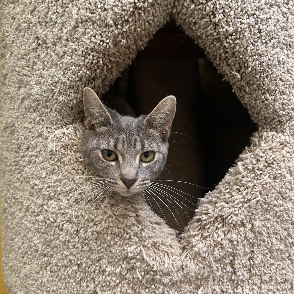 Taemin, Adoptable, Young Female Domestic Short Hair.