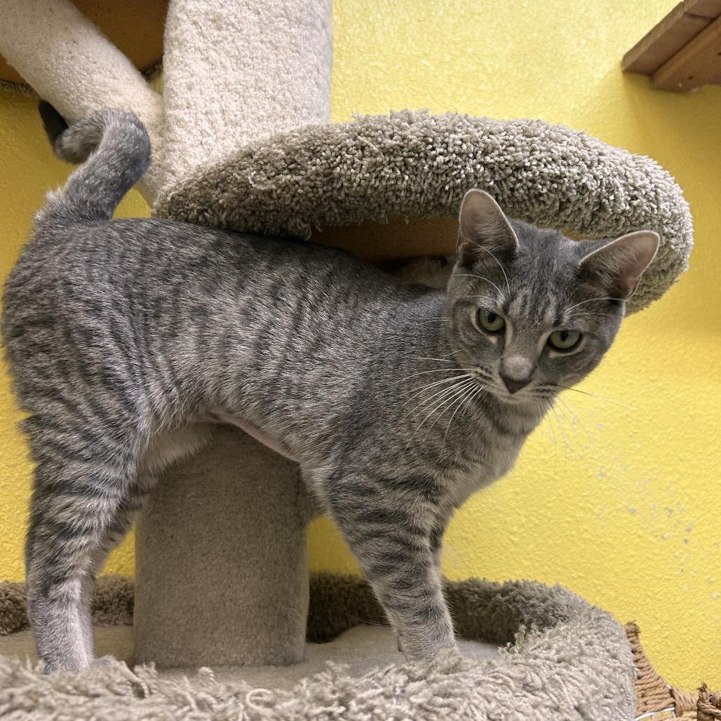 Enlarge Taemin, a Adoptable Domestic Short Hair in Fresno, CA image 2/4