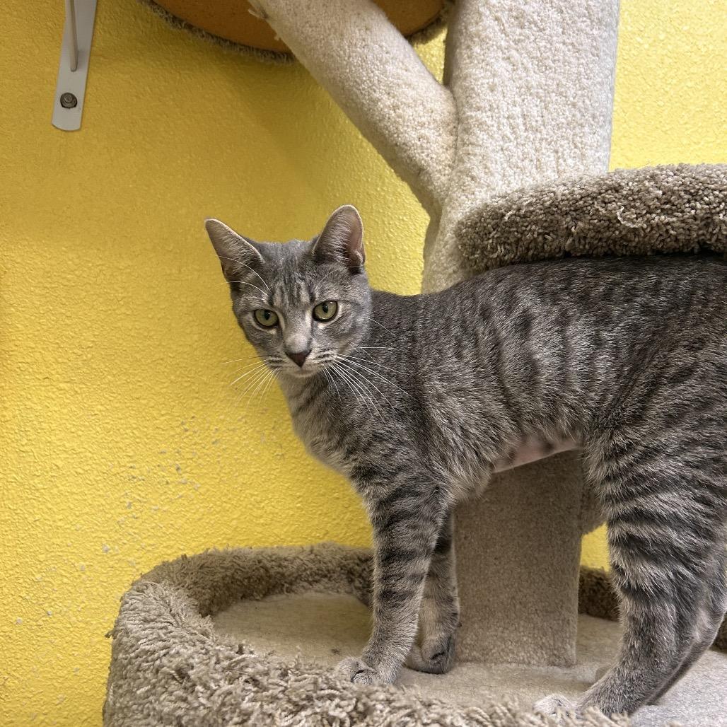 Enlarge Taemin, a Adoptable Domestic Short Hair in Fresno, CA image 3/4