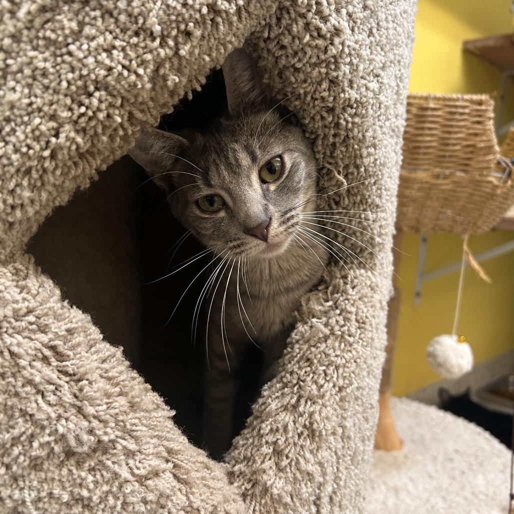 Enlarge Taemin, a Adoptable Domestic Short Hair in Fresno, CA image 4/4