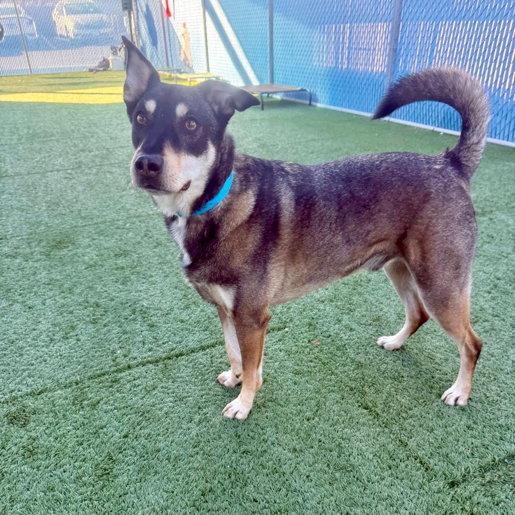 Enlarge Chase, a ADOPTABLE mixed breed in Las Vegas, NV image 3/3