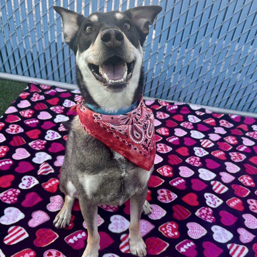 Enlarge Chase, a ADOPTABLE mixed breed in Las Vegas, NV image 2/3