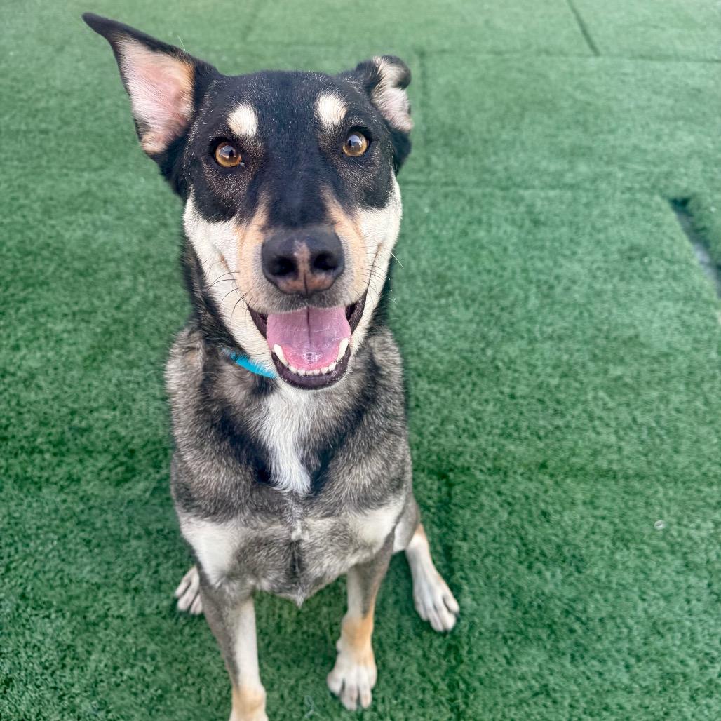 Enlarge Chase, a ADOPTABLE mixed breed in Las Vegas, NV image 1/3