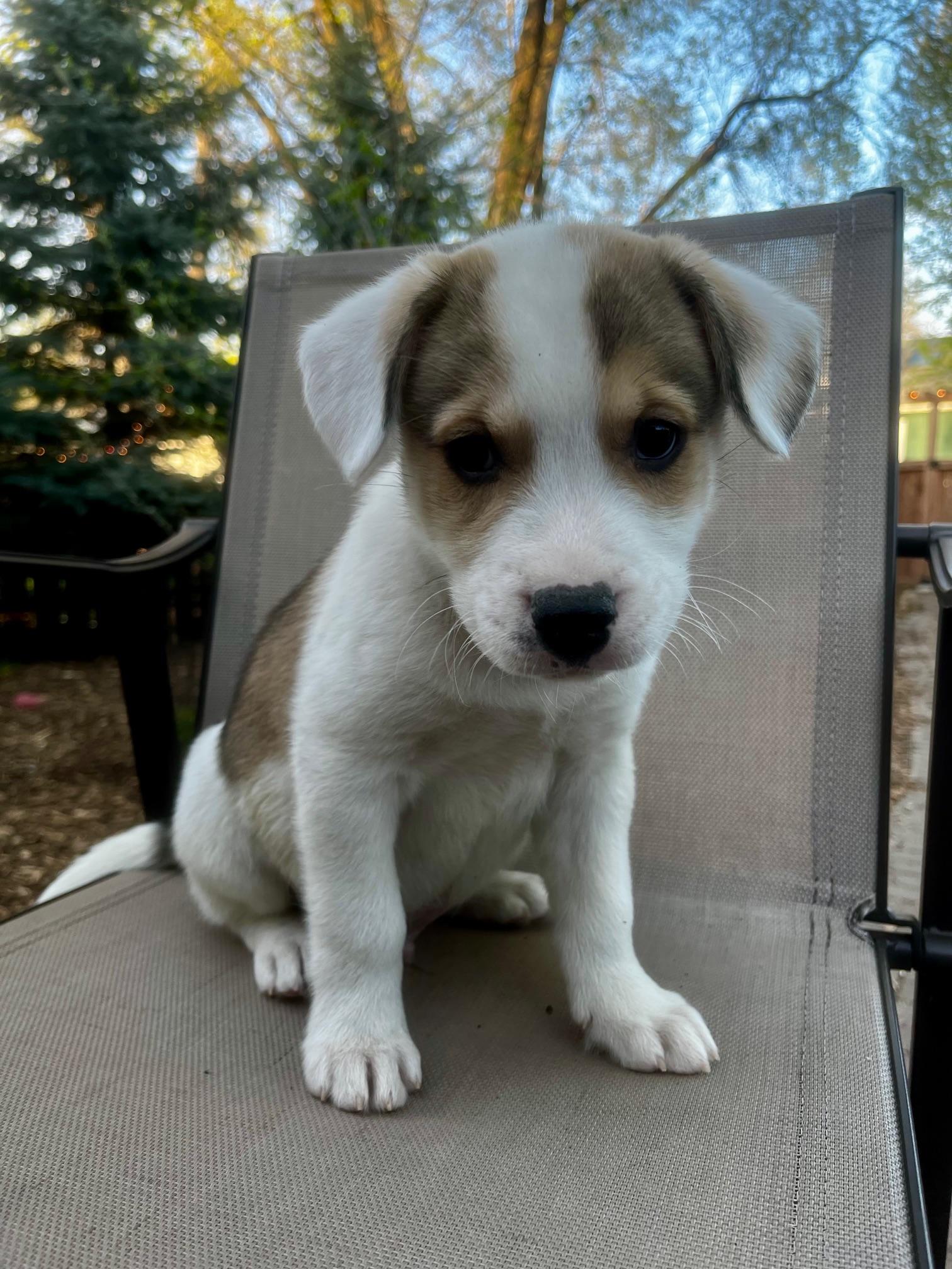 Enlarge Murphy, an adopted mixed breed in Minneapolis, MN image 2/5