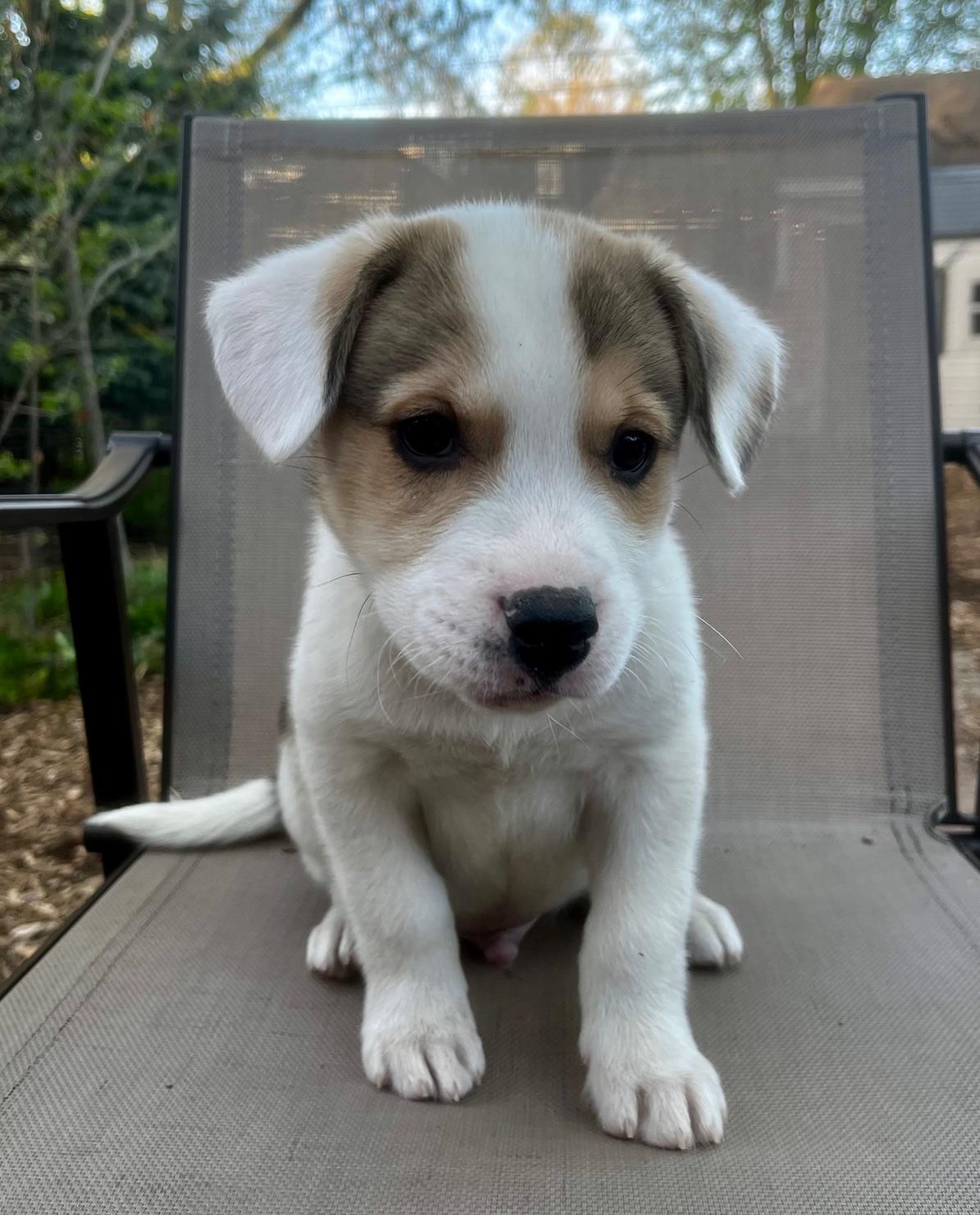 Enlarge Murphy, an adopted mixed breed in Minneapolis, MN image 5/5