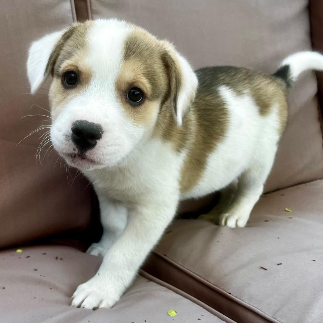 Murphy, adopted, Puppy Male Beagle & Mixed Breed.