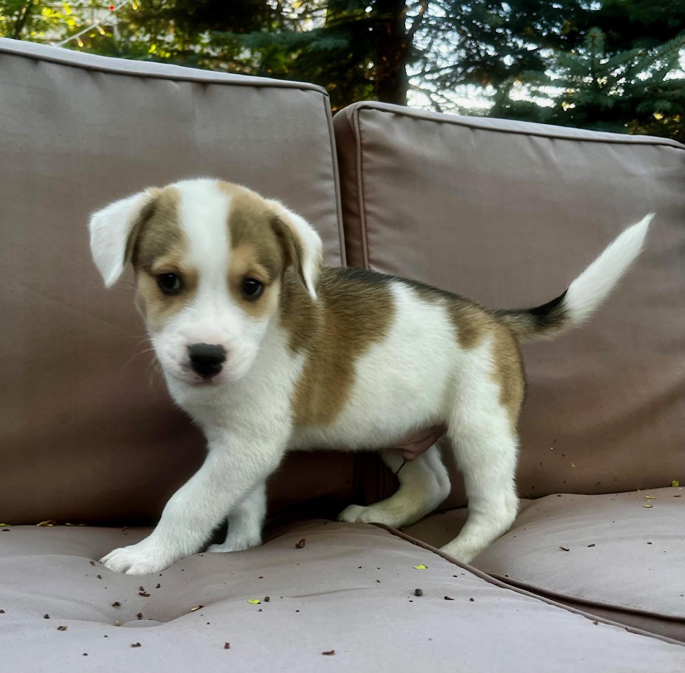 Enlarge Murphy, an adopted mixed breed in Minneapolis, MN image 3/5
