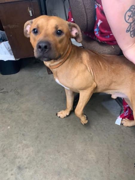 scooby, Adoptable, Young Male Pit Bull Terrier.